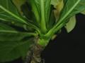 Genipa infudibuliformes